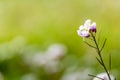 Horizontal View of Close Up of Flowered Almond Branch On Blur Ba