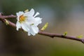 Horizontal View of Close Up of Flowered Almond Branch On Blur Ba