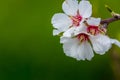 Horizontal View of Close Up of Flowered Almond Branch On Blur Gr