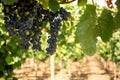 Horizontal View of Close Up of Plantation of Black Wine Grapes at Midday in August in Italy Royalty Free Stock Photo