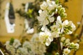 Horizontal View of Close Up of White Flowers od Plum Tree in Spring on Blur Background. Taranto, South of Italy Royalty Free Stock Photo