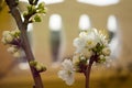 Horizontal View of Close Up of White Flowers od Plum Tree in Spring on Blur Background. Taranto, South of Italy Royalty Free Stock Photo