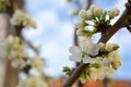 Horizontal View of Close Up of White Flowers od Plum Tree in Spring on Blur Background. Taranto, South of Italy Royalty Free Stock Photo