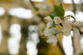 Horizontal View of Close Up of White Flowers od Plum Tree in Spring on Blur Background. Taranto, South of Italy Royalty Free Stock Photo