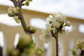 Horizontal View of Close Up of White Flowers od Plum Tree in Spring on Blur Background. Taranto, South of Italy Royalty Free Stock Photo