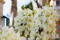 Horizontal View of Close Up of White Flowers od Plum Tree in Spring on Blur Background. Taranto, South of Italy Royalty Free Stock Photo