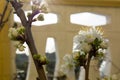 Horizontal View of Close Up of White Flowers od Plum Tree in Spring on Blur Background. Taranto, South of Italy Royalty Free Stock Photo