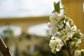 Horizontal View of Close Up of White Flowers od Plum Tree in Spring on Blur Background. Taranto, South of Italy Royalty Free Stock Photo