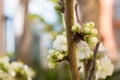 Horizontal View of Close Up of White Flowers od Plum Tree in Spring on Blur Background. Taranto, South of Italy Royalty Free Stock Photo