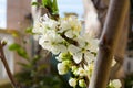 Horizontal View of Close Up of White Flowers od Plum Tree in Spring on Blur Background. Taranto, South of Italy Royalty Free Stock Photo