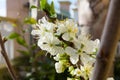 Horizontal View of Close Up of White Flowers od Plum Tree in Spring on Blur Background. Taranto, South of Italy Royalty Free Stock Photo