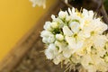 Horizontal View of Close Up of White Flowers od Plum Tree in Spring on Blur Background. Taranto, South of Italy Royalty Free Stock Photo