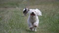 Horizontal view of a cute little Maltese dog running towards a camera with an English setter Royalty Free Stock Photo