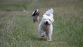 Horizontal view of a cute little Maltese dog running towards a camera with an English setter Royalty Free Stock Photo