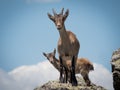 Horizontal view of female goat with her buckling on a summer day.