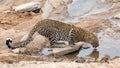 Female leopard drinking water from a muddy puddle in Masai Mara Kenya