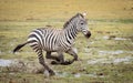 One adult female zebra running through muddy and wet grass in Amboseli National Park Kenya Royalty Free Stock Photo