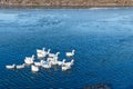 A group of white domestic geese swim on a frozen river outside in the cold morning. Horizontal view Royalty Free Stock Photo