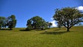 Horizontal view of hilly pasture land in north Yorkshire with sunlit trees, sheep and a deep blue sky Royalty Free Stock Photo