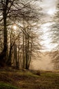 Horizontal View of the Landscape With the Sun Trough the Trees i Royalty Free Stock Photo