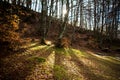 Horizontal View of the Landscape With the Sun Trough the Trees i Royalty Free Stock Photo