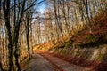 Horizontal View of the Landscape With the Sun Trough the Trees i Royalty Free Stock Photo