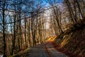 Horizontal View of the Landscape With the Sun Trough the Trees i Royalty Free Stock Photo