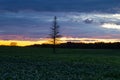 Horizontal view of lone tree in field under a dramatic dark sky during a late summer sunrise Royalty Free Stock Photo