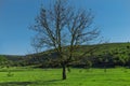 Lonely big green tree in the green field with the clear sky in spring time Royalty Free Stock Photo