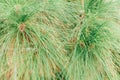 Close-up of needles and branches of a coniferous tree. Royalty Free Stock Photo