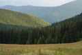 Horizontal view of mountains and green coniferous forest during sunset and golden hour. Place for your text or design. Ukrainian Royalty Free Stock Photo