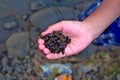 horizontal view one handful of snails rock coral mountain on clear river water`