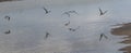 Horizontal view of piping plovers flying low over water on the beach