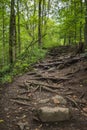 Horizontal View of Pixely Falls Hike Trail Naturally Formed by Trees' Roots Royalty Free Stock Photo