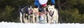 Horizontal view of sled dog race on snow Royalty Free Stock Photo