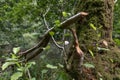 Horizontal view of a slender tree bent backward in a forest with clear beaver bite marks, surrounded by green plants Royalty Free Stock Photo