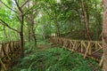 Horizontal view of two empty wooden footbridges, in a green forest with ferns, in Cantabria