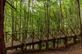 Horizontal view of a wooden walkway to walk through a redwood forest in Cantabria