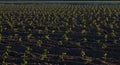 Horizontal chile pepper plants just sprouting, Hatch, NM