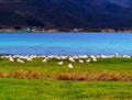 Horizontal vivid Norway sheep flock near fjord Royalty Free Stock Photo