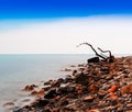 Horizontal vivid tree snag on rocky beach bokeh background backd