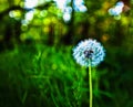 Horizontal vivid white dandelion on green bokeh background backd Royalty Free Stock Photo