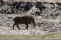 Horizontal warthog running