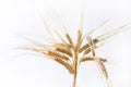 Horizontal wheat ears isolated on white background Royalty Free Stock Photo