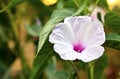 Horizontal White fluted Hibiscus