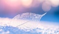 Horizontal White Skeleton Leaf on Snow with Soft Pastel Bokeh Backdrop Keywords: skeleton leaf, white leaf, delicate Royalty Free Stock Photo