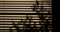 Horizontal window blinds partially open, casting dark shadows of a plant onto a Royalty Free Stock Photo