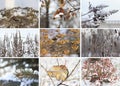 Horizontal winter collage