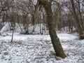 Broken tree trunk in a snowy winter forest landscape. Royalty Free Stock Photo