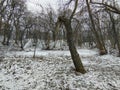 Broken tree trunk in a snowy winter forest landscape. Royalty Free Stock Photo